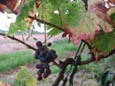 vigne_raisin