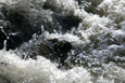 eau vive