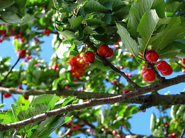 cherry-212601_640